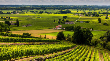 The Legendary Vineyards of Bordeaux: A Newbie’s Guide